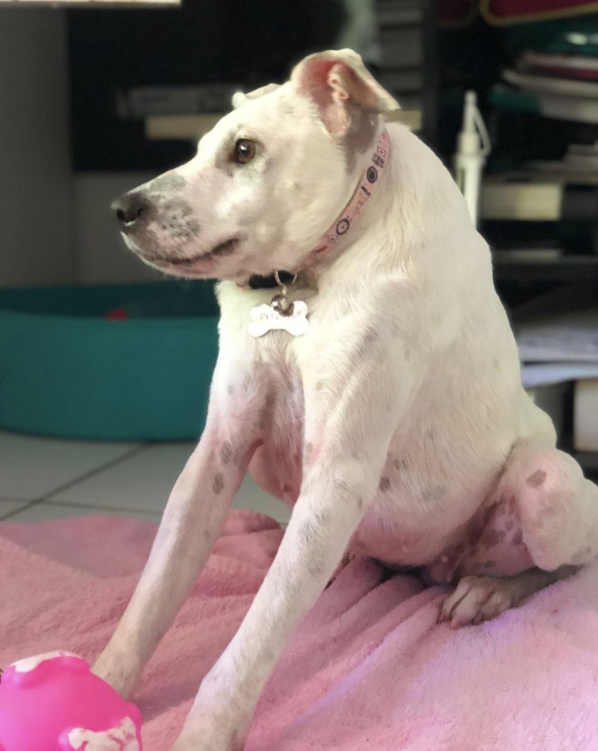 An animal with short spine syndrome at home