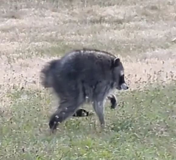 Jimothy the raccoon