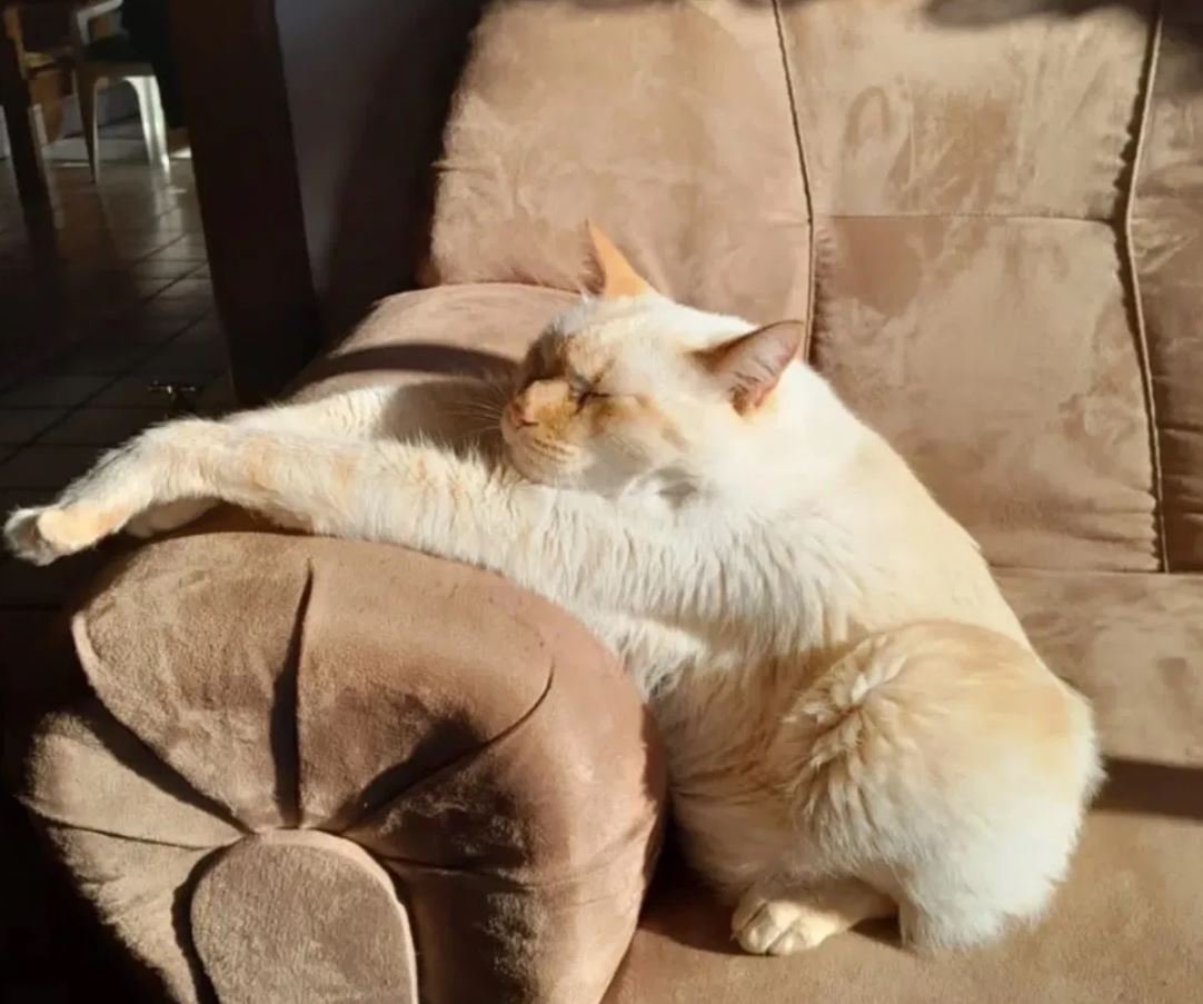 Nenem the cat